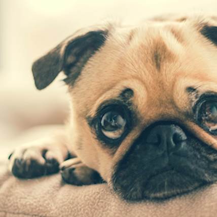 Cortisone Cream for Dogs: What You Need to Know