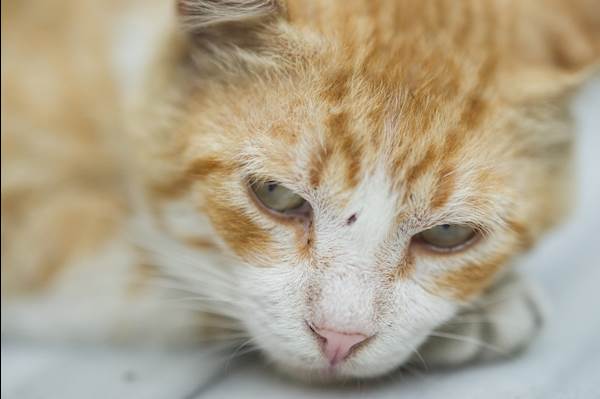 Chondrosarcoma (Throat Cancer) in Cats