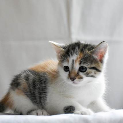 Types of Pneumonia in Cats