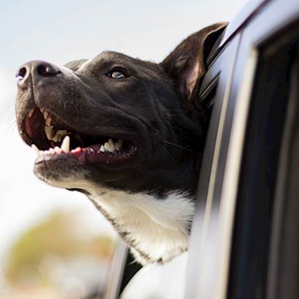 Image for Raising a Dangerous Dog: How to Manage Canine Aggression