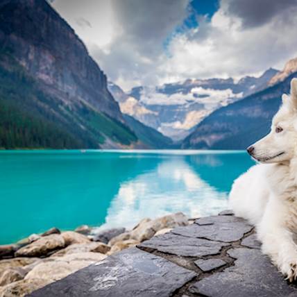 Image for Weight Loss Tips for Dogs