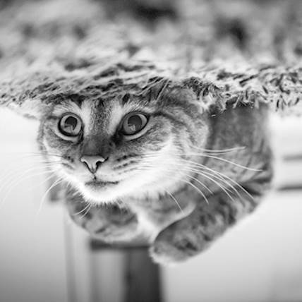 Immune-Mediated Polyarthritis in Cats