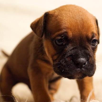 Chylothorax in Dogs: Causes, Symptoms, and Treatment