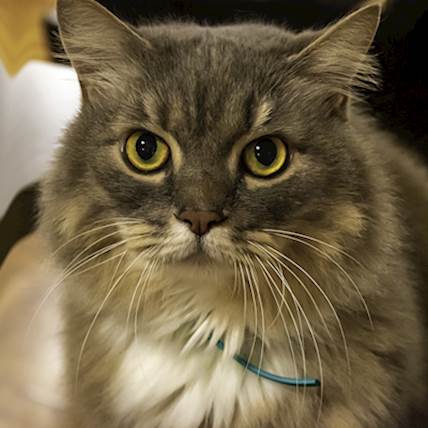 Image for Osteomyelitis in Cats: Causes, Symptoms, and Treatment