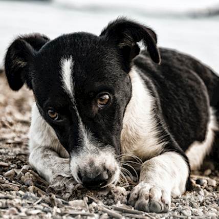 How Fatal Are Fertilizers And Pesticides For Pets?