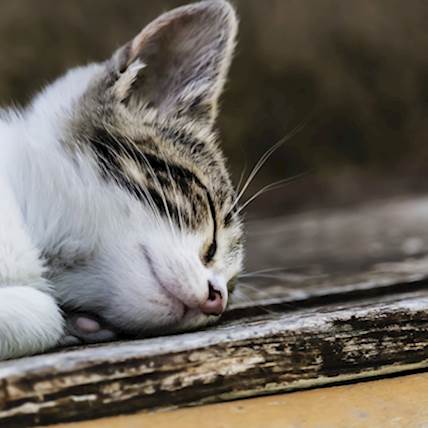 Calming Supplements for Cats: Do They Really Work?