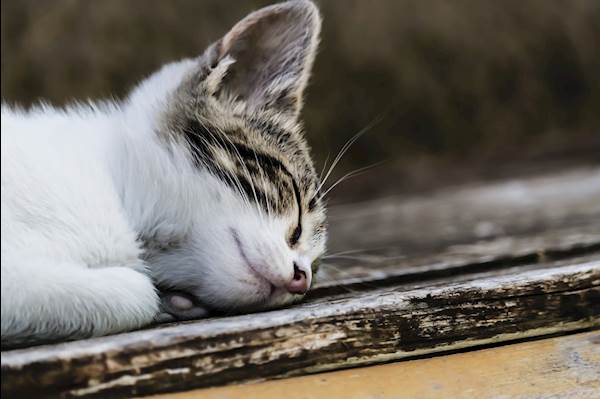Calming Supplements for Cats: Do They Really Work?
