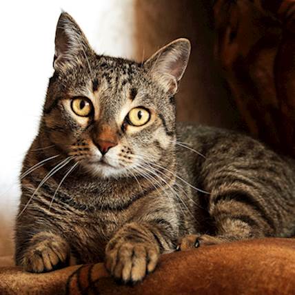 Cushing's Disease in Cats: An Overview