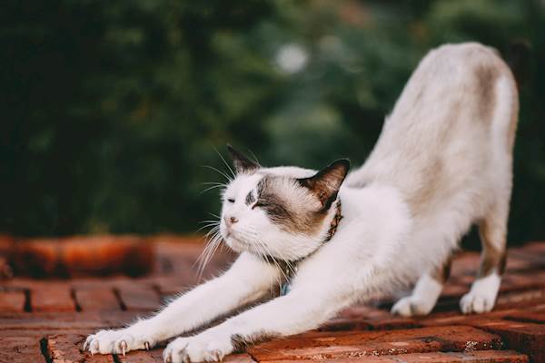 Anaplasmosis in Cats: Causes, Symptoms, and Treatment