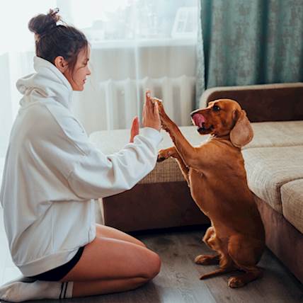 Routine Dog Home Care That Can Prevent Many Diseases and Infections in Dogs
