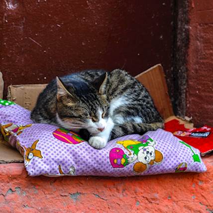 Hepatocutaneous Syndrome in Cats