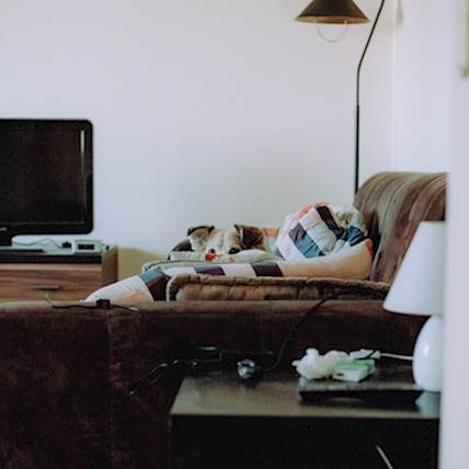 How to Move Houses Without Stressing Out Your Puppy