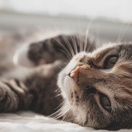 Aspirin Poisoning in Cats: A Closer Look