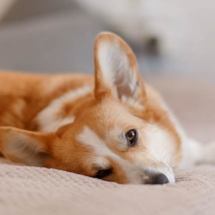 Can Your Dog Have Panic Attacks?