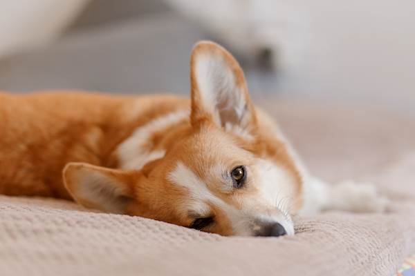 Can Your Dog Have Panic Attacks?