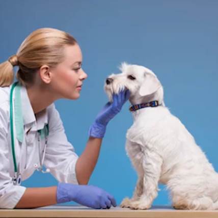 Understanding How to Request a Prescription From Your Veterinarian