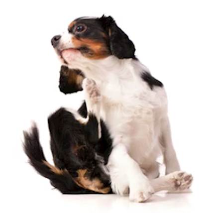Image for How To Tell If Your Dog Has Flea's