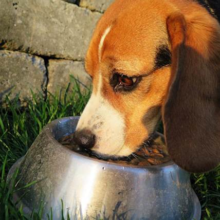 The Ultimate Guide to Feeding Your Pet