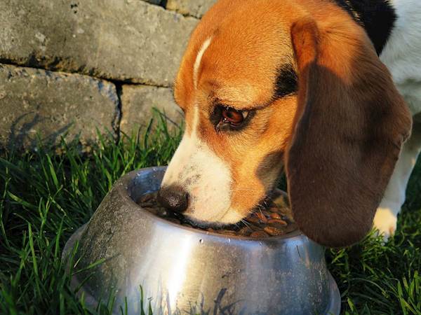 The Ultimate Guide to Feeding Your Pet