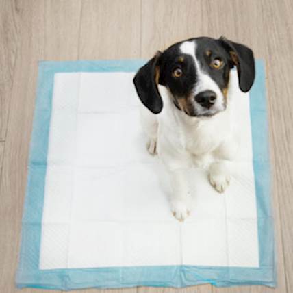 How To Potty-Train Your Puppy