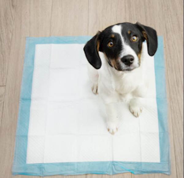 How To Potty-Train Your Puppy