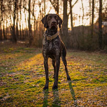 Image for How Common Is A Heatstroke In Dogs?