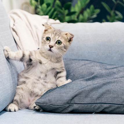 How To Prevent Cat Scratch Disease?