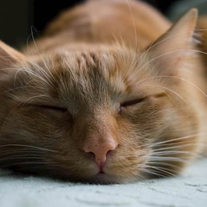 Hormone Replacement Poisoning in Cats: A Closer Look