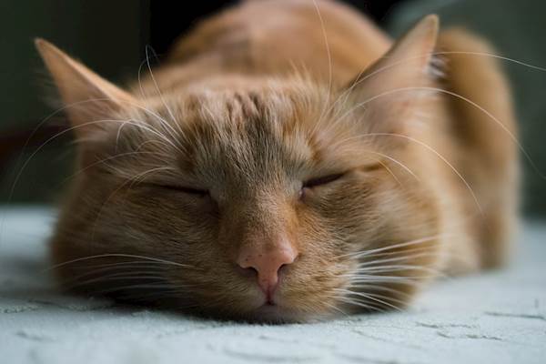 Hormone Replacement Poisoning in Cats: A Closer Look