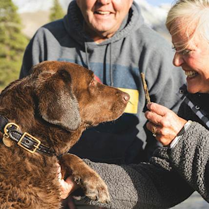 Image for Canine Aging & Nutrition: Best Hill’s Foods for Senior Dogs in 2024