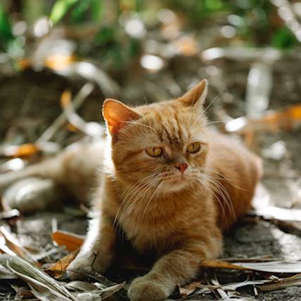 Is Sporotrichosis Transmissible In Pets?