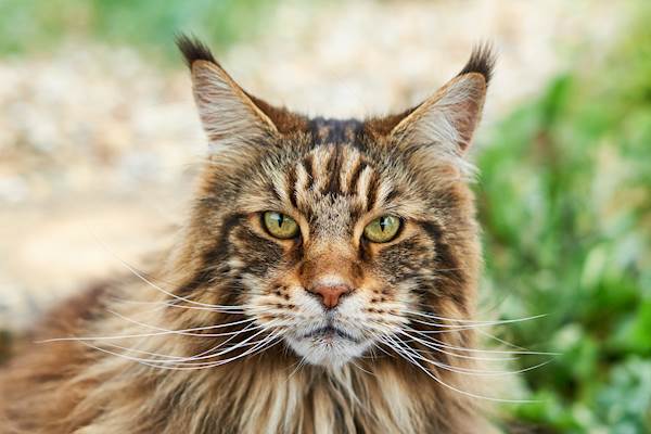 The Ultimate Guide to Maine Coon Cat Nutrition