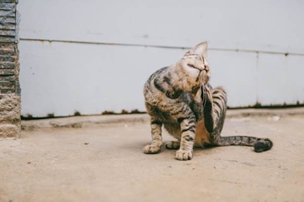 What To Do When Your Cat Gets Fleas