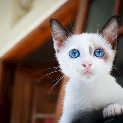 Image for Feline Hepatitis: Causes, Symptoms, and Treatment