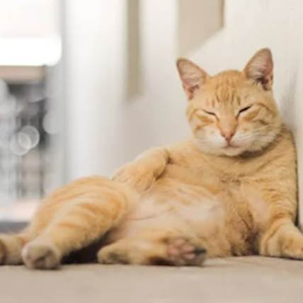 Lost Cat? 