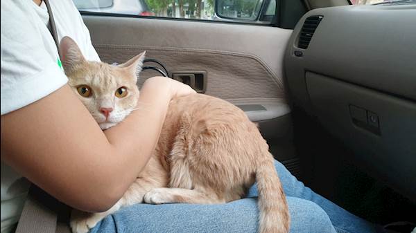 How To Effectively Manage Motion Sickness In Cats PetCareRx