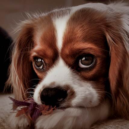 Fear Aggression in Dogs: How Should You Deal With It?