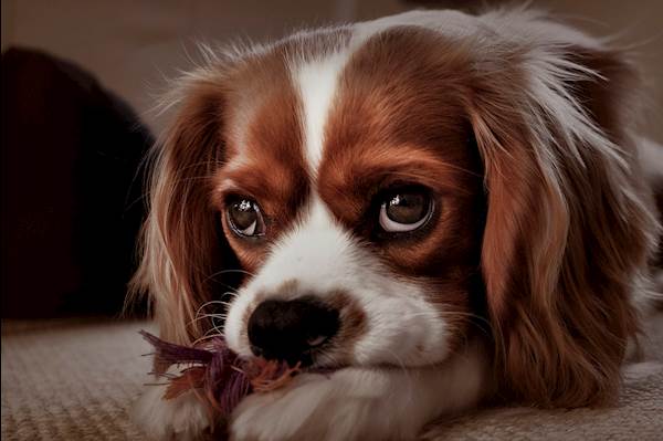 Fear Aggression in Dogs: How Should You Deal With It?