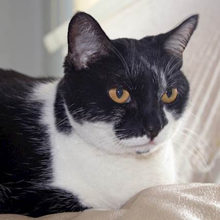 Osteosarcoma in Cats: A Quick Guide