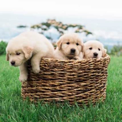 Bringing Home A New Puppy