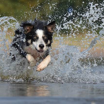 4 Ways to Improve Your Dog’s Immune System
