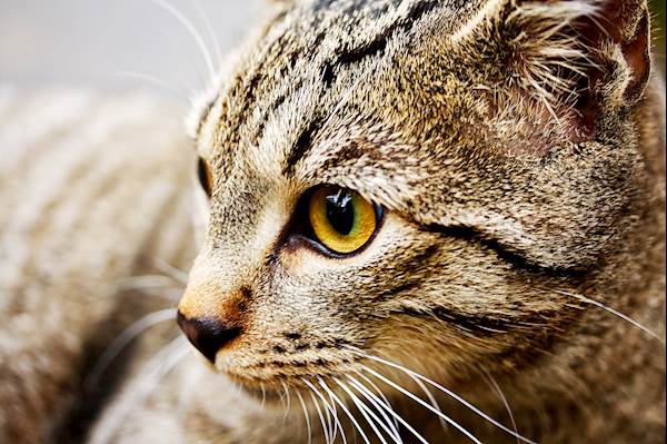 Legg-Calve-Perthes Disease in Cats