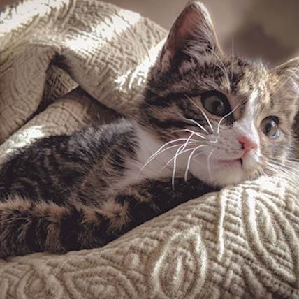Image for Common Labor Complications in Cats