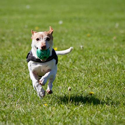 Pre and Post-castration Behavioral Changes in Dogs