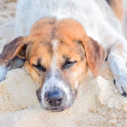 Osteochondrosis in Dogs: Causes, Symptoms, and Treatment