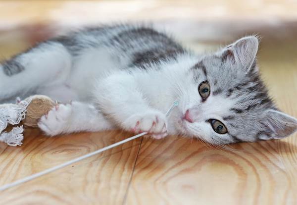 Vacuolar Hepatopathy in Cats: A Closer Look