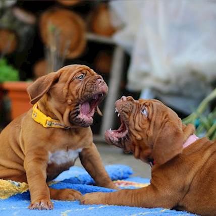 Image for How to Dog Proof Your Pet’s Food 