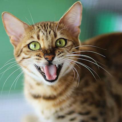 Raising Bengal Cats: Tips & Products to Keep Your Pet Happy and Healthy