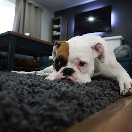 Limited-Ingredient Dog Food: When Should You Consider It?