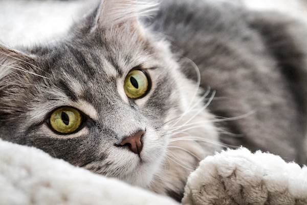 Steatitis (Yellow Fat Disease) in Cats: A Closer Look